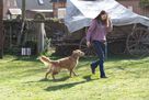 Hundeshow bei der Messe "Mensch & Tier", Antikhof Drei Eichen, Bröckel